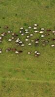 Herd of sheep running on field. Group of domestic animals returning to farm from pasture. Flock of sheep on a meadow background. Aerial view. Vertical video