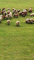 wit en bruin schapen wandelen Aan veld. beweging van groep van dieren buitenshuis. pluizig schapen terugkeren naar de boerderij van weiland. verticaal video