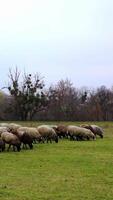 rebanho do doméstico animais em pasto. grupo do ovelha comendo verde Relva em campo em natureza fundo dentro cedo Primavera. vertical vídeo video