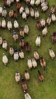 Group of funny fat sheep on field. Herd of domestic animals walking on the meadow. Livestock outdoors. Top aerial view. Vertical video