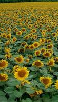 landwirtschaftlich Feld von Sonnenblumen beim Tageszeit. oben Aussicht Landwirtschaft Feld mit Blühen Sonnenblumen. schleppend Bewegung Video. Vertikale Video