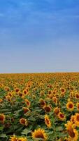 Vögel fliegend niedrig Über das Blühen Sonnenblume Feld. riesig landwirtschaftlich Plantage von Sonnenblumen. hell Blau Himmel kontrastieren mit das Gelb Farbe von das Ackerland. Vertikale Video