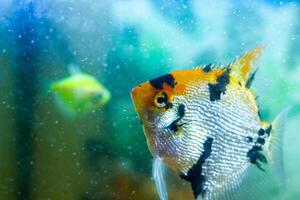 aquarium with fish, colored tropical fishes in aquarium, exotic fishes in aquarium photo