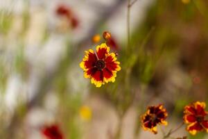 verano escena, naturaleza en el verano día foto