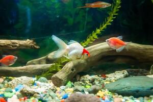 pescado en acuario, acuario con pez, pescado nadando en acuario foto