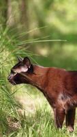 zwart huiselijk kat met kort vacht staat in de zon stralen. pot looks in de omgeving van, ruikt en gaat weg. wazig achtergrond. verticaal video