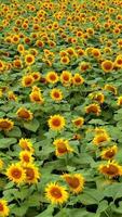 Sommer- Landschaft mit Sonnenblumen. video