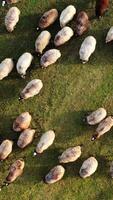 Sheep on meadow background. Wooly white and brown animals grazing on field. Group of sheep moving on green pasture. Top view. Vertical video