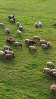 Beautiful white and brown sheep on green meadow. Herd of sheep grazing on field. Flock of funny domestic animals walking on pasture. Top view. Vertical video