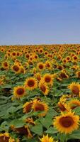 pittoresco paesaggio con grande giallo azienda agricola campo con girasoli. Visualizza svolta a partire dal il blu cielo al di sopra di il campo per il alberi e cespugli a il Indietro. verticale video