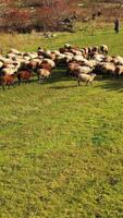 kudde van schapen in een weide. groep van pluizig schapen begrazing Aan een veld. huiselijk dieren Aan weiland in zonnig dag. vee landbouw. verticaal video