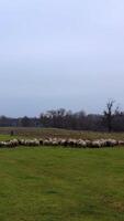 pâturage avec national animaux. troupeau de mouton pâturage sur champ dans le campagne. laineux mouton dans troupeau sur Prairie dans du froid saison. verticale vidéo video