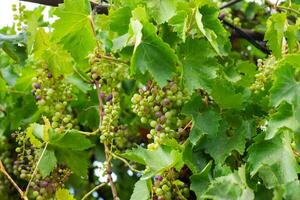 verde uvas en enredadera, uvas en el viñedo foto