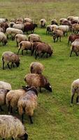 Herde von Schaf gehen auf Feld. Gruppe von nett inländisch Tiere auf Weide. flauschige gepflegt Schaf Rückkehr zu Bauernhof von Weiden. Vertikale Video