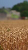 Vast field of ripe wheat. Yellow spikelets full of ripe grains inside close up. Big harvesting machine work blurred in the background. Vertical video