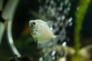 pescado en acuario, acuario con pez, pescado nadando en acuario foto