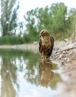 beautiful hawk near the water, hawk in the jungle photo