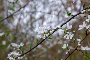 flowers in spring photo