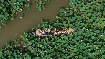 barcos com pessoas turistas pescadores flutuador em uma campo com lótus dentro verão. aéreo visualizar. vídeo a partir de drone. video