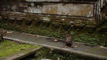 une singe conflit, une singe mâcher vers le bas sur un autre singe. video