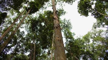 tall tropical trees view from below , forest with tropical trees video