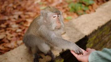 Monkey takes a peanut from a girl's hand and eats it, monkey forest. video