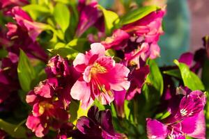 bouquet of nice colorful flowers in the garden photo