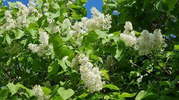 blanc fleurs sur une grand vert lilas buisson dans le branches. printemps. ensoleillé temps dehors. video