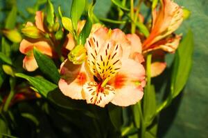 bouquet of nice colorful flowers in the garden photo