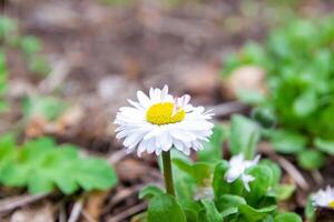 flowers in spring photo