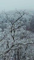 Forest covered with snow. Aerial view of snowy mountain trees in the middle of the winter Vertical video