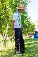 person in apple orchard, person in the garden photo