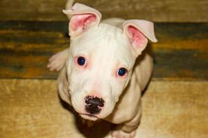 portrait of a beautiful white dog, american staffordshire terrier portrait photo