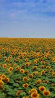 mooi zonnebloemen in bloeien. vliegend dar over- de eindeloos zaad bloem plantage. blauw lucht met wolken Bij de achtergrond. verticaal video