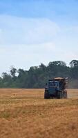 Full tractor loaded with grain moves along the field. Picked crops inside the lorry. Trees and blue sky at the backdrop. Vertical video