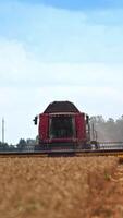 kombinieren Mähdrescher Schneiden Weizen im das trocken Feld. Ernte Maschine Arbeiten im Plantage auf Sommer- Tag Verlassen das staubig Wolke. Vertikale Video