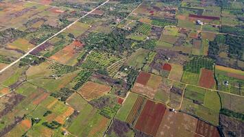 aéreo ver de agricultura campos. stari grad llanura hvar isla en Croacia. video