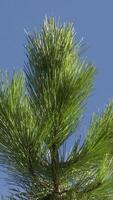 Vertical Video of Pine Tree