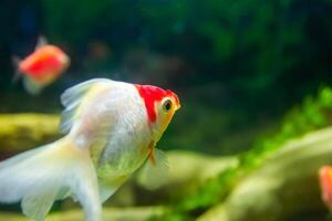 fish in aquarium, aquarium with fish, fish swimming in aquarium photo