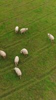 verticale video di pecore pascolo nel il campo aereo Visualizza