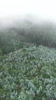 vertikal video flygande över dimmig skog i de morgon-