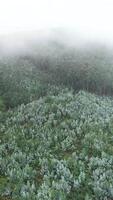 verticale vidéo en volant plus de brumeux forêt dans le Matin video