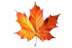 AI generated Autumn Splendor Vibrant Maple Leaf Showcasing the Beauty of the Fall Season. created with Generative AI photo