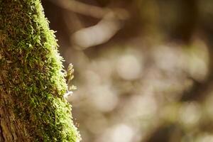 Green moss covering tree trunk in forest right copy space, green forest pure nature in environment photo