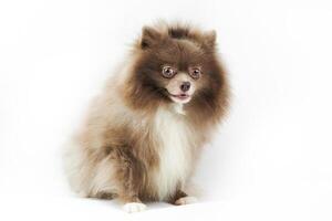 ligero marrón pomeranio perro de Pomerania perro aislado en blanco fondo, linda pardusco bronceado perro de Pomerania perrito foto