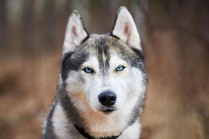 Siberian Husky dog portrait with blue eyes and gray coat color, cute sled dog breed photo