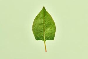 One green reynoutria leaf on light green background, detailed macro of reynoutria japonica leaf photo