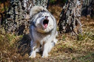 Siberian Husky dog surprised barking on forest grass, barking Husky dog portrait photo