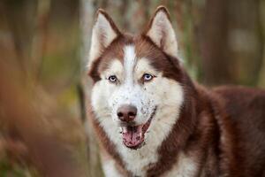 Siberian Husky dog portrait with dirty ground, blue eyes and brown white color, cute sled dog breed photo