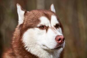 Siberian Husky dog portrait with brown eyes and red brown color, cute sled dog breed photo